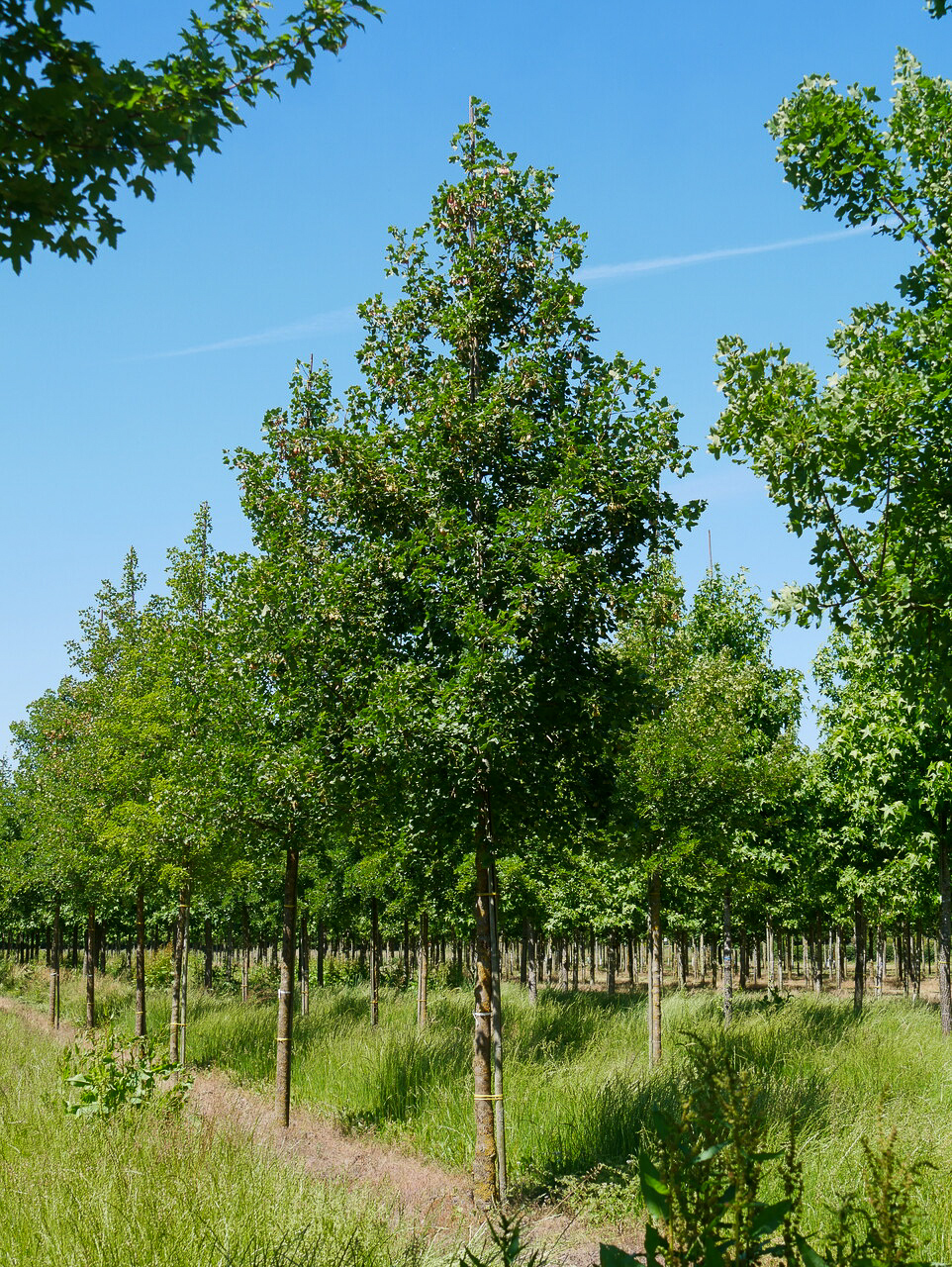 acer-monspessulanum-burgen-ahorn-franz-sischer-ahorn-van-den-berk